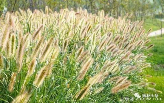 又美又耐寒，適合北方的14個(gè)觀(guān)賞草種類(lèi)推薦(圖4)