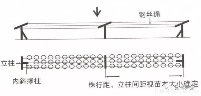 容器苗怎么固定才能防止傾倒？(圖3)