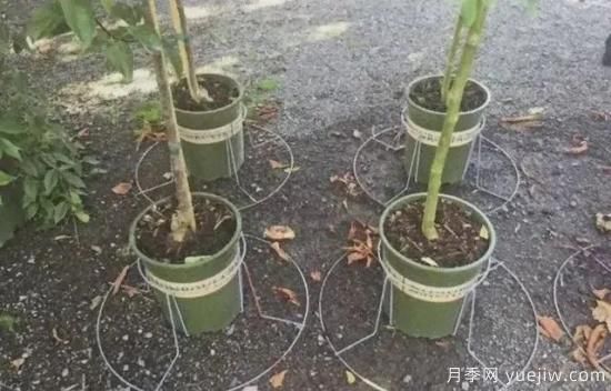 容器苗怎么固定才能防止傾倒？(圖5)