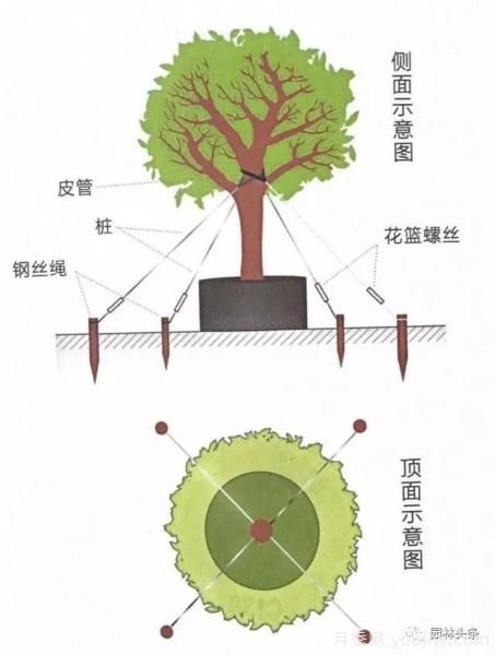 容器苗怎么固定才能防止傾倒？(圖4)