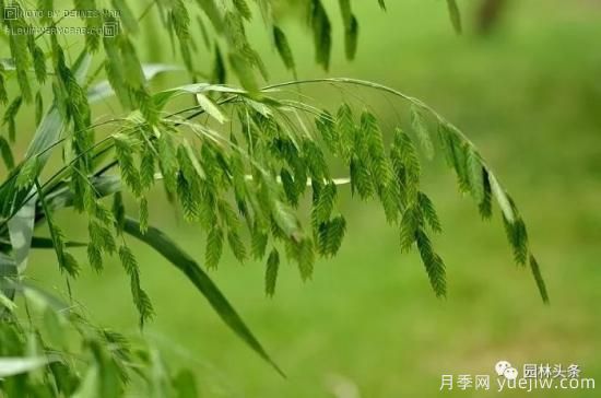 又美又耐寒，適合北方的14個(gè)觀(guān)賞草種類(lèi)推薦(圖8)