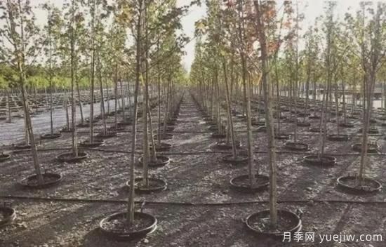 容器苗怎么固定才能防止傾倒？(圖6)