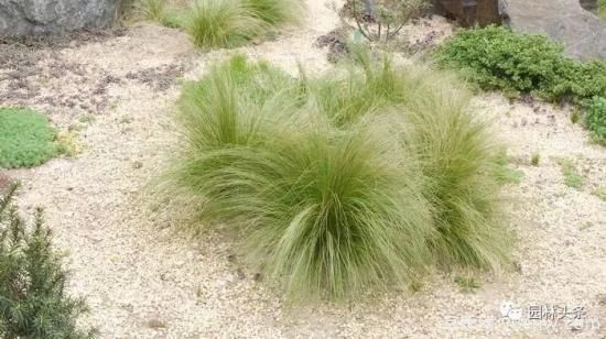 又美又耐寒，適合北方的14個(gè)觀(guān)賞草種類(lèi)推薦(圖10)