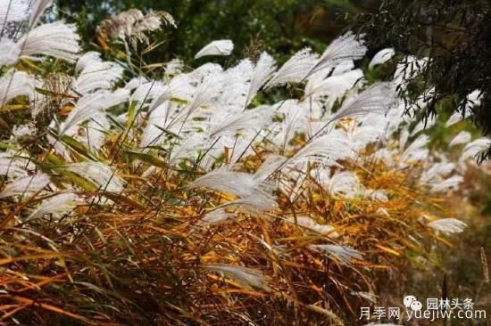 又美又耐寒，適合北方的14個(gè)觀(guān)賞草種類(lèi)推薦(圖11)