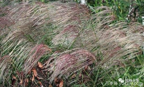 又美又耐寒，適合北方的14個(gè)觀(guān)賞草種類(lèi)推薦(圖12)