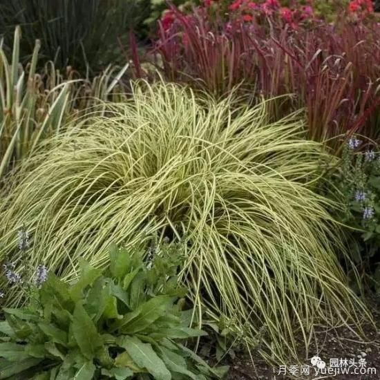 又美又耐寒，適合北方的14個(gè)觀(guān)賞草種類(lèi)推薦(圖14)
