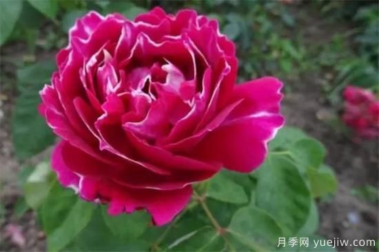 淘汰掉的6款藤本月季，經(jīng)典就是適合的嗎？(圖6)