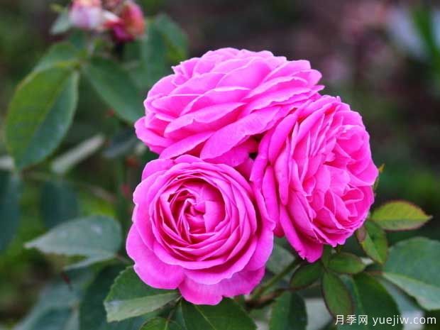 月季花枝壯花多長(cháng)勢旺要用什么肥料？(圖1)