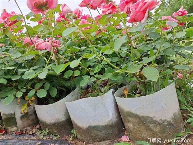 怎樣防止南陽(yáng)月季脫腳？脫腿養護措施是什么？(圖1)