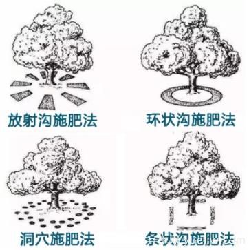 花卉苗木秋季土埋有機肥有哪幾種方法？(圖1)