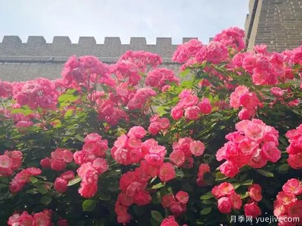 邢臺月季市花文化和景觀(guān)圖集(圖2)