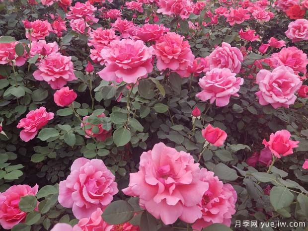 為什么不要買(mǎi)根接的月季？?jì)赡曛箝L(cháng)勢慢(圖1)