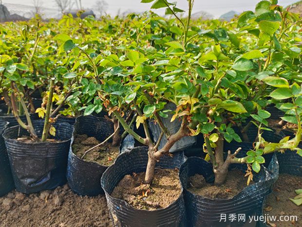 盆栽月季如何養護？六大小妙招(圖1)