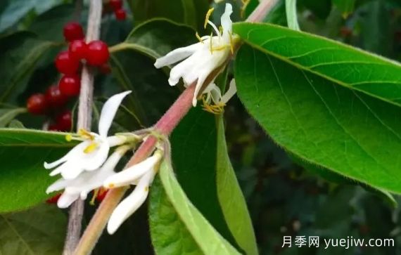 金銀木和金銀花有什么區別，金銀木有哪些主要價(jià)值？(圖1)
