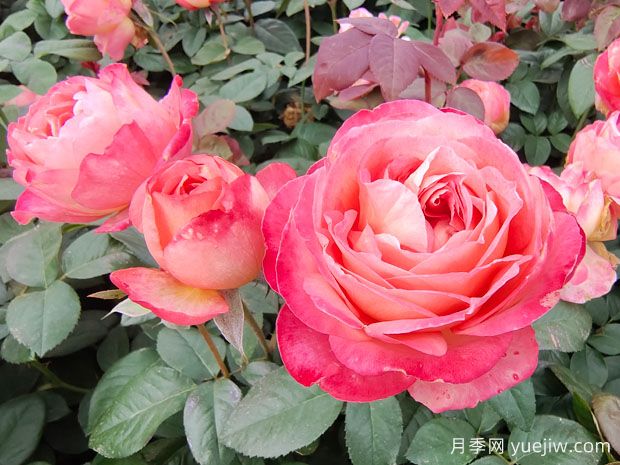 世界***好看的十大月季花品種，有龍沙寶石、彩云、果汁陽(yáng)臺(圖2)