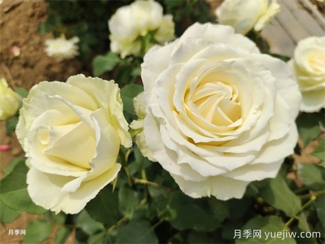 北京什么月季品種又美又優(yōu)秀？帶你來(lái)看(圖4)