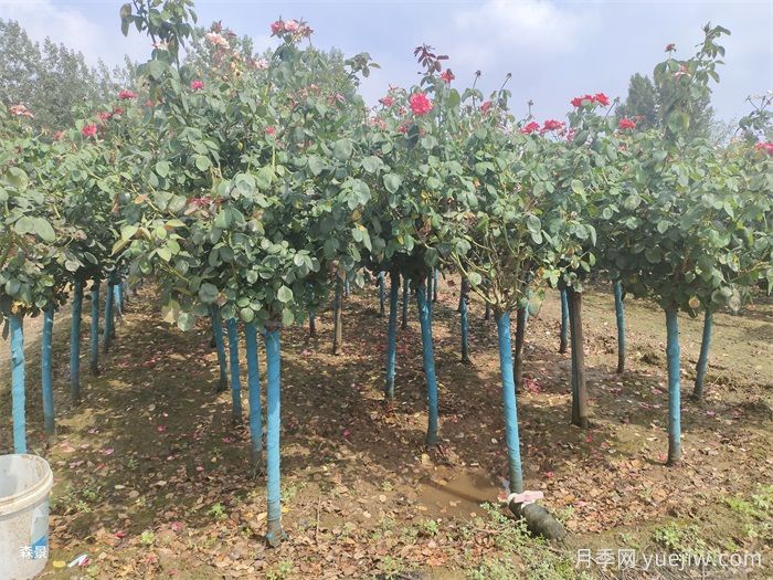 寒冷的冬季怎么正確養護月季花？(圖1)