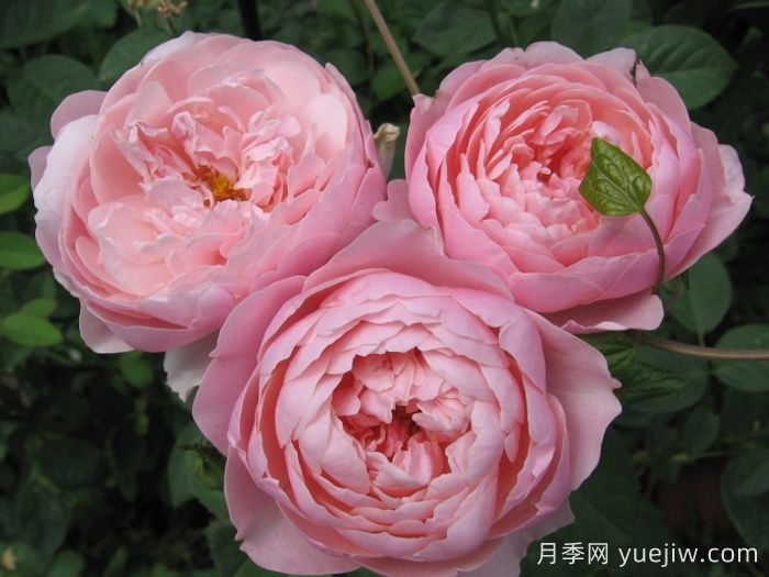 安妮克城堡月季，花姿優(yōu)雅，色彩迷人(圖2)