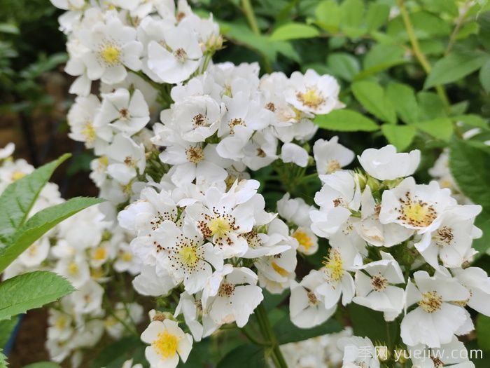 月季、玫瑰與薔薇，究竟誰(shuí)是源頭？(圖1)