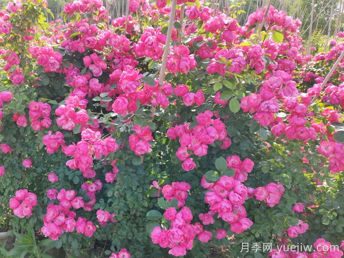 爬藤月季可以作為護坡植物嗎？(圖1)
