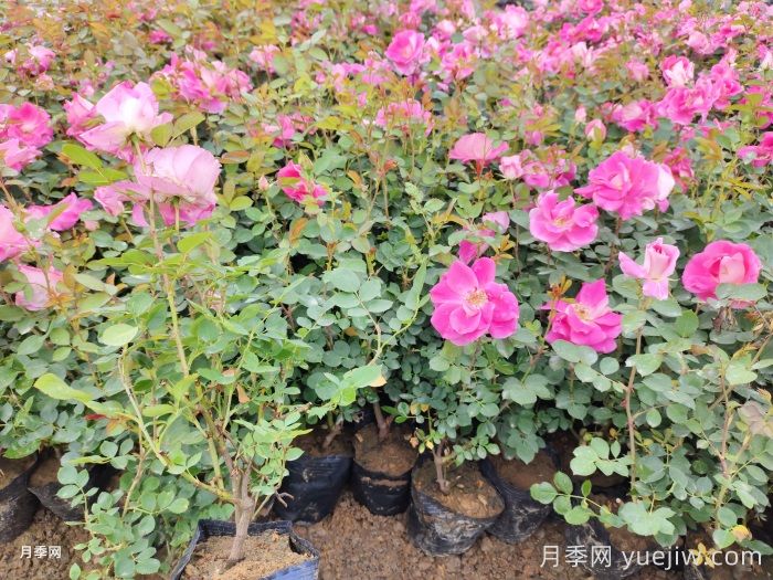 春花修剪晚一步，月季復花差別一大截(圖1)