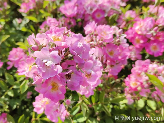 10分鐘學(xué)會(huì )月季養法，高手經(jīng)驗總結(圖2)