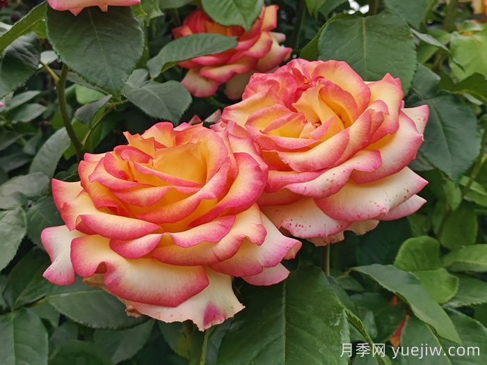 10分鐘學(xué)會(huì )月季養法，高手經(jīng)驗總結(圖1)