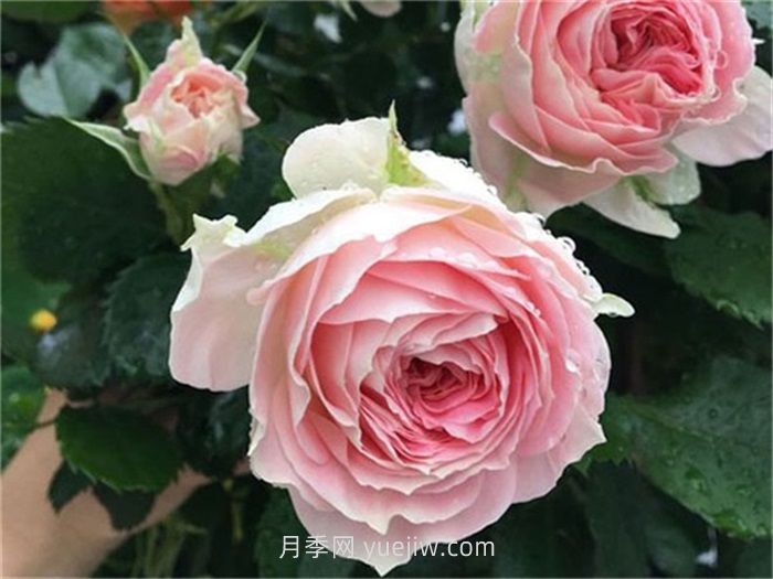 絨球門(mén)廊月季，勤花又抗病的優(yōu)秀品種(圖1)